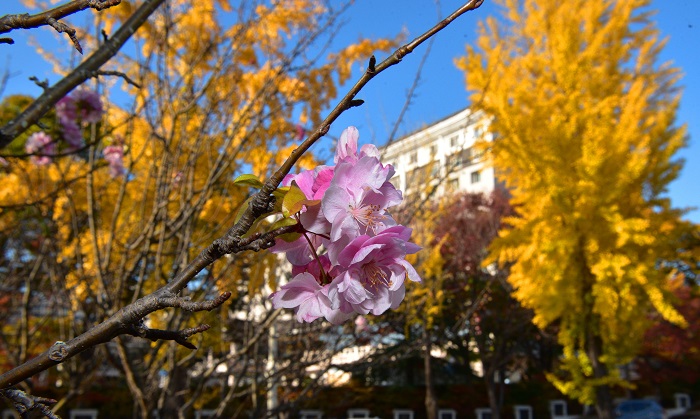 은행단풍과 어우러진 사과꽃 (2)