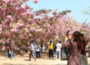 4-1. 경주벚꽃축제, 4년 만에 열린다
