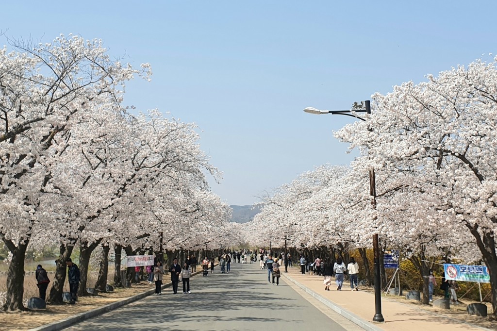 관광객들이 보문단지 만개한 벚꽃을 즐기고 있다.