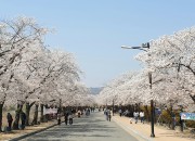 관광객들이 보문단지 만개한 벚꽃을 즐기고 있다.