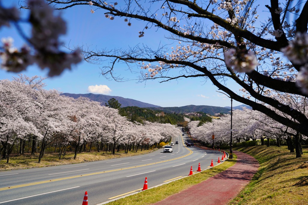 보문단지 벚꽃전경 (2)