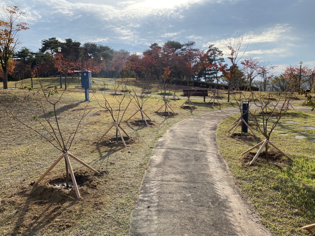 새롭게 조성된 안동문화관광광단지 배롱나무 산책로2