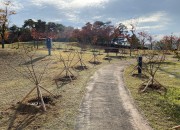 새롭게 조성된 안동문화관광광단지 배롱나무 산책로2