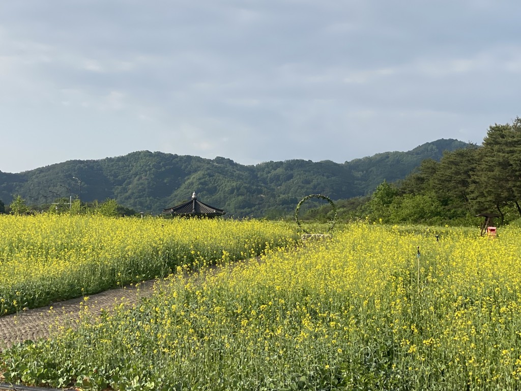 유채꽃으로 새단장한 안동문화관광단지