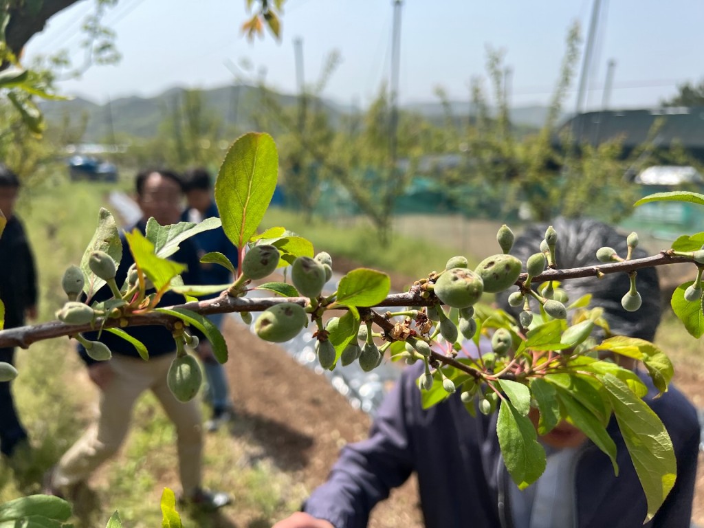 3_이상기온 농작물 피해 농가 특별 지원책 마련 (1)