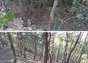5. 산림청 주관 숲가꾸기 사업